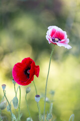 A field of wild poppies in Latvia