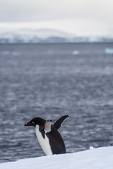 Fototapeta premium Close-up of an Adelie Penguin - Pygoscelis adeliae- standing on an iceberg, near the fish islands, on the Antarctic Peninsula