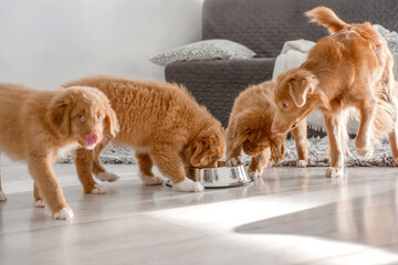 Three Toller Puppies Are Drinking From One Bowl At Home, A Nova Scotia Duck Tolling Retriever Breed © tan4ikk