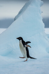 Fototapeta premium Close-up of an Adelie Penguin - Pygoscelis adeliae- standing on an iceberg, near the fish islands, on the Antarctic Peninsula