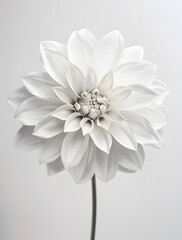 White flower on a white background, wedding invitation concept