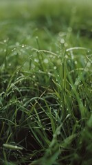 Dew Drops on Blades of Grass
