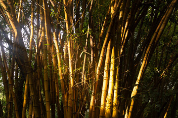 Obraz premium Bambu amarillo or Yellow bamboo, Brazil