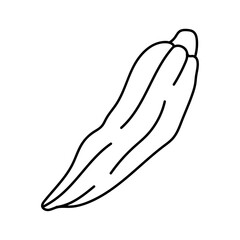 Okra in doodle style. Vector isolated on white background