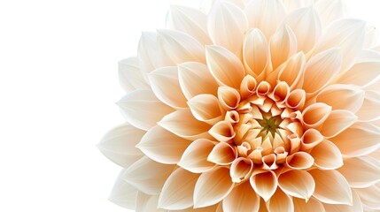 Yellow flower with layered petals on white, minimalist design for text overlay, focused center