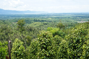 Obraz premium View of pepper plantations in the mountains during the day
