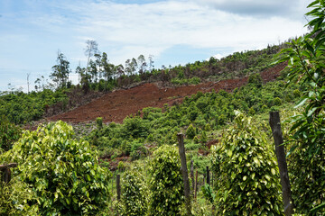 View of pepper plantations in the mountains during the day