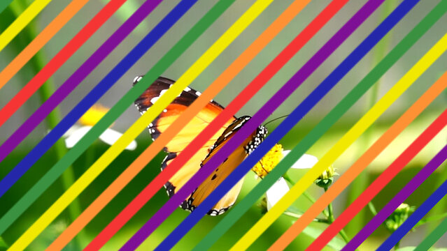 LGTBI 10 Venetian 6 Colors Transitions 4k 1:1 16:9 9:16