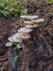 Edible wild mushrooms grow on the remaining roots of mango trees