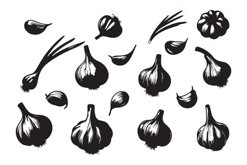 Set of silhouettes of Garlic sketch. Hand drawn garlic set. Isolated on a white background