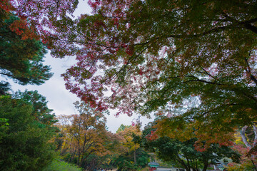 a serene park with diverse, colorful trees under a cloudy sky, showcasing nature’s beauty. A gazebo is nestled amidst the greenery,