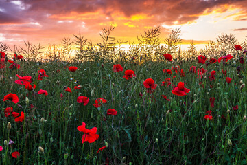 Poppy is a typical summer herb that is widely distributed on the edges of fields and meadows. It can create rich growths that are a feast for the eyes.The poppy is beautiful at sunset.