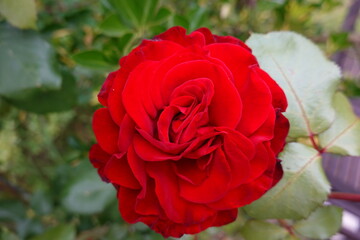 Rote Rose