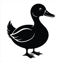 duck isolated on white