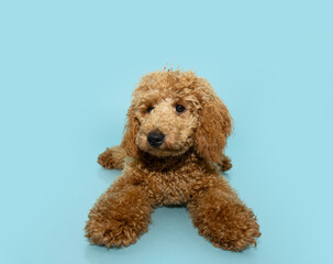 Portrait poodle puppy dog lying down. Isolated on blue pastel background
