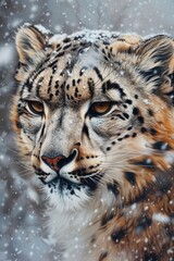 Face portrait of snow leopard - Irbis (Panthera uncia)