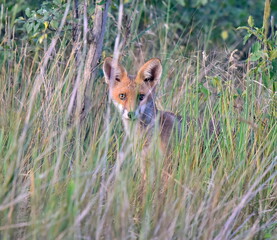 Noticed by the fox in wilderness.