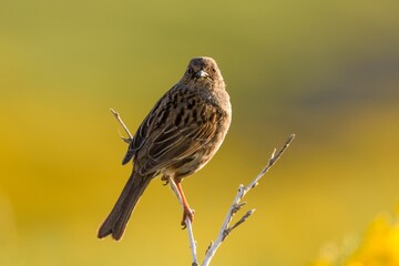 Closeup of a prunella modularis bird perched on a branch with a blurred green and yellow background.