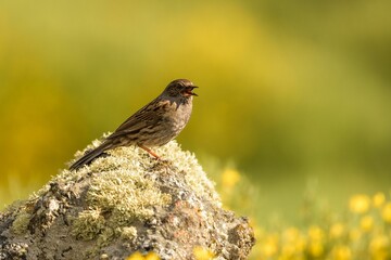 Closeup of a prunella modularis bird perched on a branch with a blurred green and yellow background.