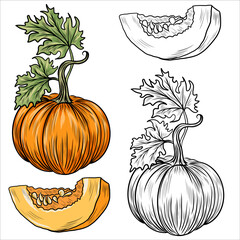 Collection of hand drawn pumpkins vector illustrations. Plants sketches. Perfect for recipes, menu, label, icon, packaging. Vintage pumpkins outlines. Botanical set