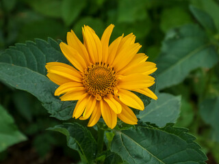 A close-up photo of a yellow heliopsis flower
