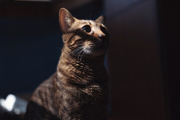 Mysterious portret of Spotted Bengal Cat with kind eyes on isolated dark Background. Handsome golden brown spotted young adult Bengal cat stay in the sun. Dark portrait, shadow.