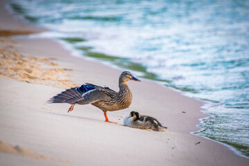duck and ducklings on the beach