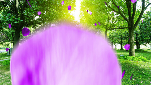 Rose Petals 4 Styles Transitions 4k 1:1 16:9 9:16