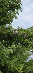 Baby Birds on tree