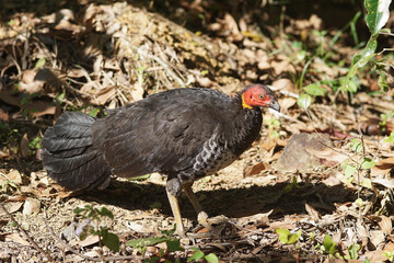 Wild lebender Brush Turkey  in Queensland - Australien