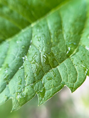 Wet green leaf after rain