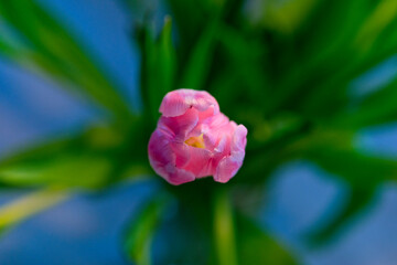 Blooming pink tulip