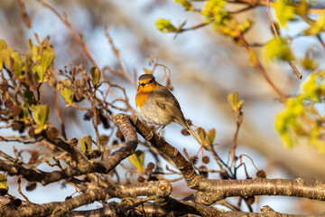 European robin on a branch