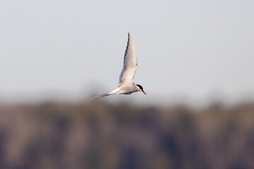 Arctic tern in flight