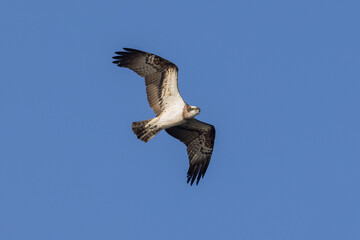 osprey in flight