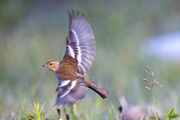 Common chaffinch in flight