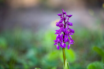 Obraz premium Orchid in bloom
