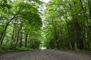 A deserted road in summer, Sainte-Apolline, Québec, Canada
