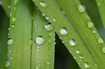 The garden after the rain, Sainte-Apolline, Québec, Canada