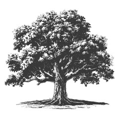 Fototapeta premium Etched Oak: Gnarled Trunk, Dense Foliage, Detailed Line Art.