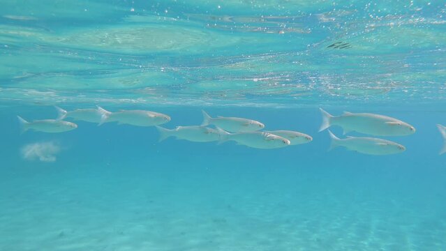School of Striped Mullet (Mugil cephalus) swims in the blue water on sunny day in subeams. High quality 4k footage