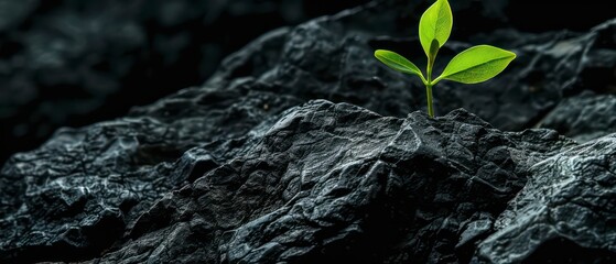 A small plant emerges from a black stone, embodying the essence of life and growth