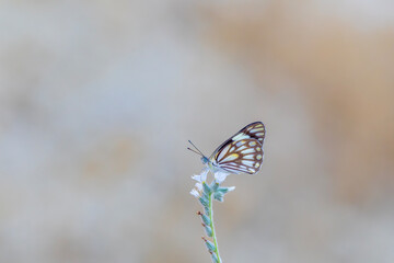 large white migratory butterfly, Brown-veined White, Belenois aurota