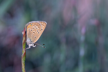 tiny butterfly on plant, Polyommatus morgianus
