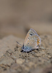 butterfly picking up minerals from the ground, Rose’s Blue, Polyommatus rosei