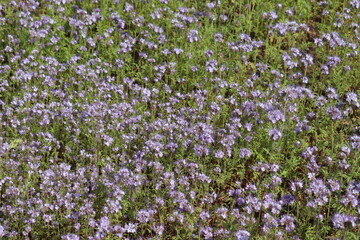 Fototapeta premium Flowering purple tansy-leaf phacelia (Phacelia tanacetifolia) plants in summer meadow
