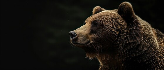 Obraz premium bear, wild and powerful, with dense brown fur, embodies nature's raw strength and danger