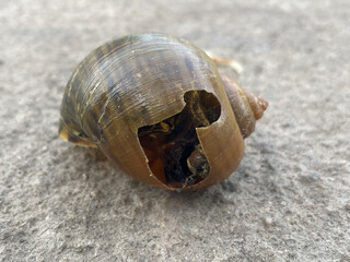 close up of shell on the ground