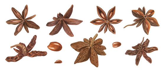 Star Anise seed in various shapes. Badian with delicate spicy aroma. Watercolor botanical illustration of dried aniseed. For decoration of menu, spice stores, Christmas and New Year drinks