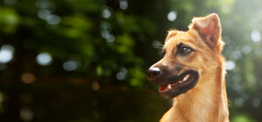 Portrait of a young mixed breed dog, red, on a natural green nature background.